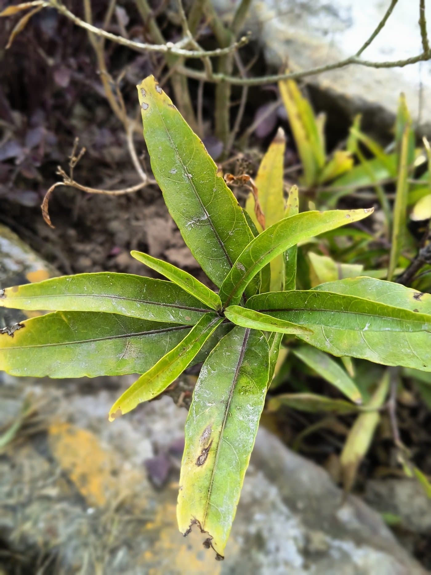 A struggling houseplant with yellowing leaves and white powdery patches