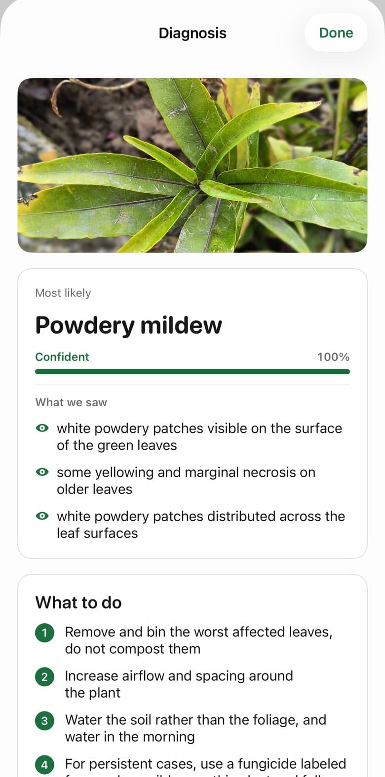 PlantRx diagnosis screen showing powdery mildew as most likely, with a confidence bar and the visual evidence it saw