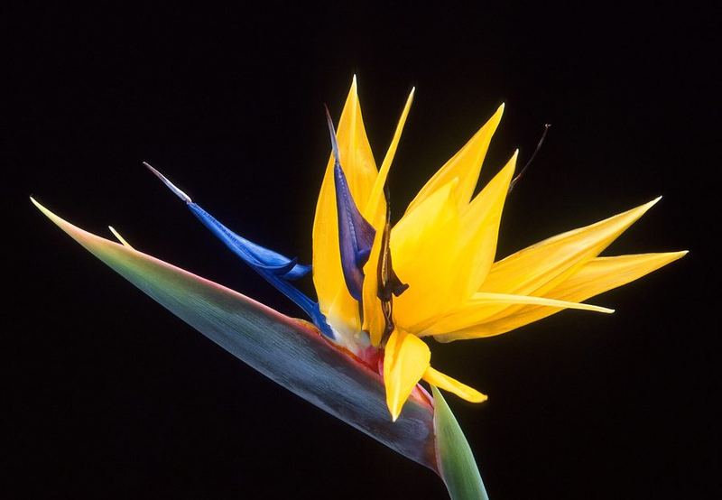 A healthy Bird Of Paradise Plant, photographed for reference